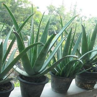 �����³��д���Ǻ�ҽԺ